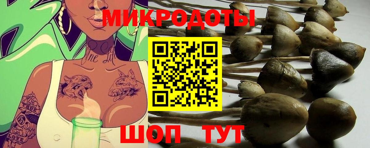 Псилоцибиновые грибы Psilocybe  Тосно 